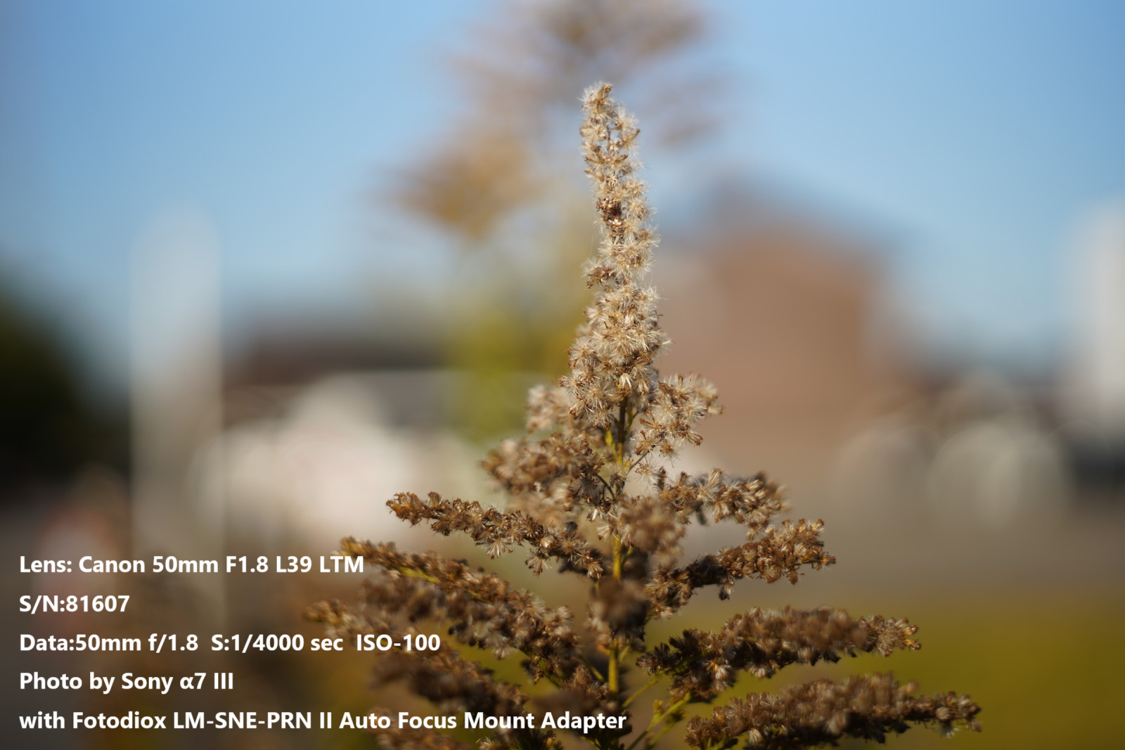 Canon 50mm f1.8 L39 シルバー L39マウント】Canon 50mm F1.8 世代比較レビュー | 収差Love